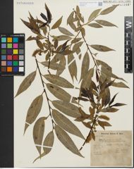 Foto von Salix fragilis L. x Salix pentandra L.